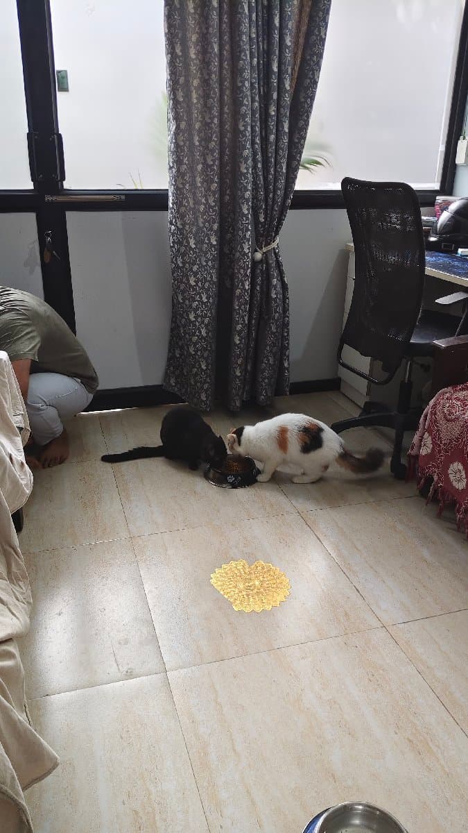 Saraswati's home photo 8