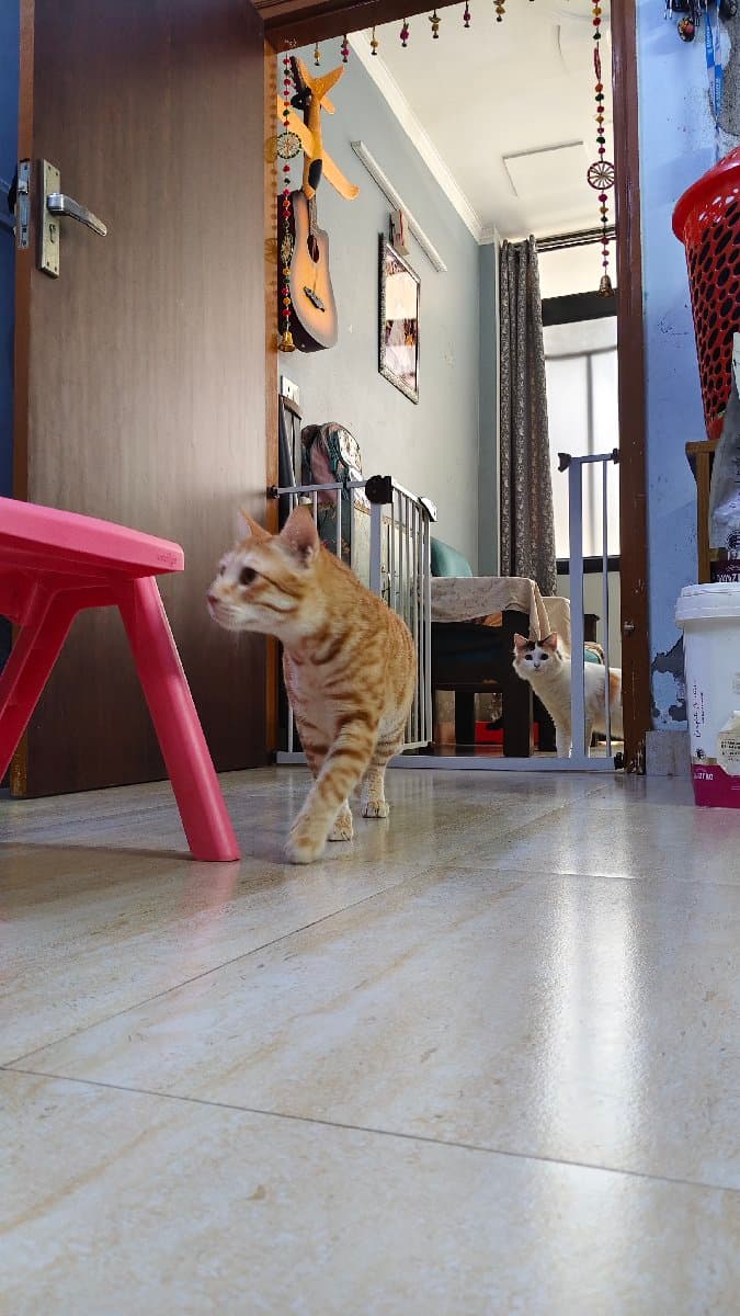 Saraswati's home photo 10