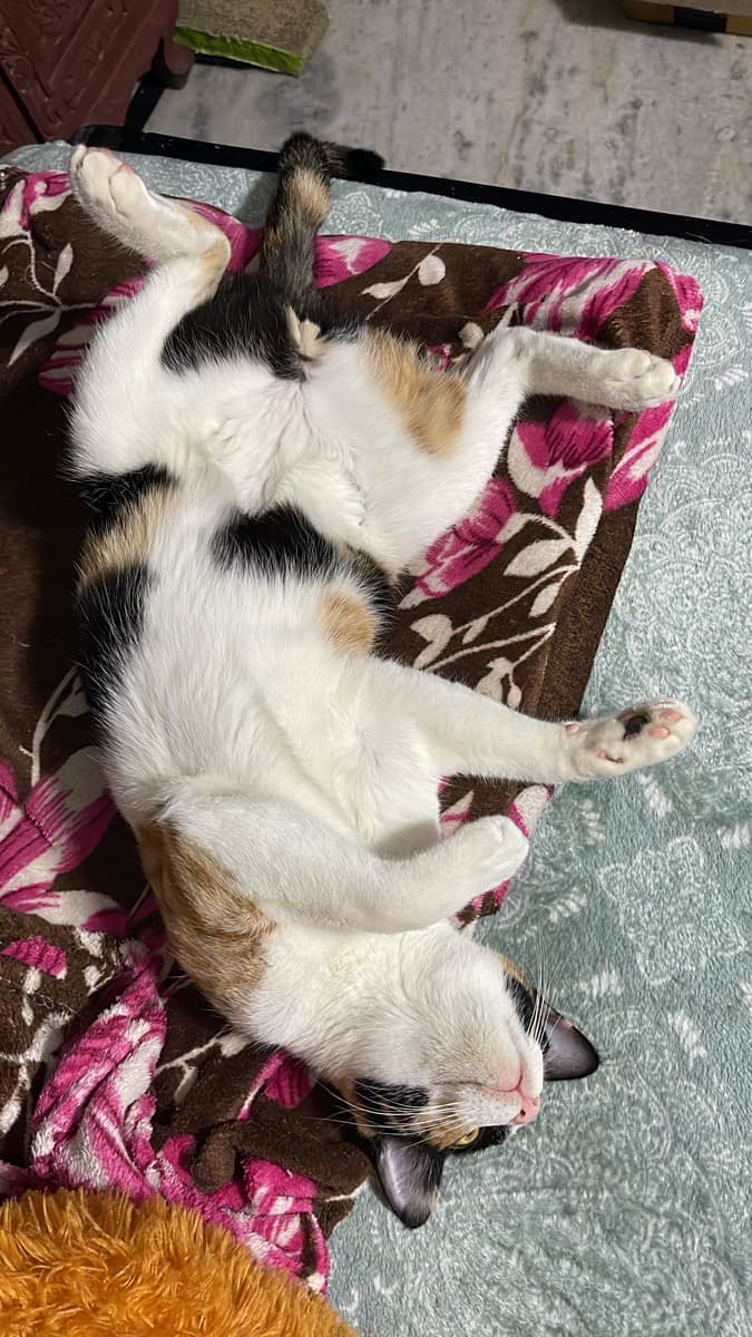 Bhawna's home photo 1