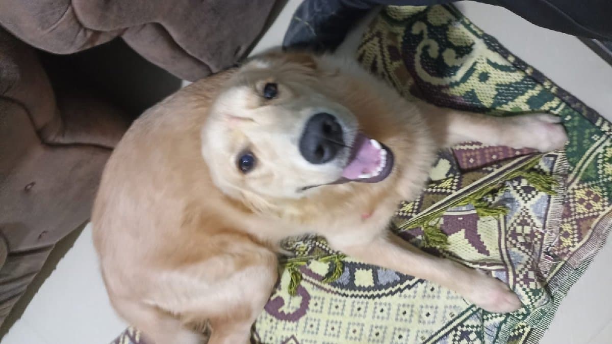 Sanu's home photo 7