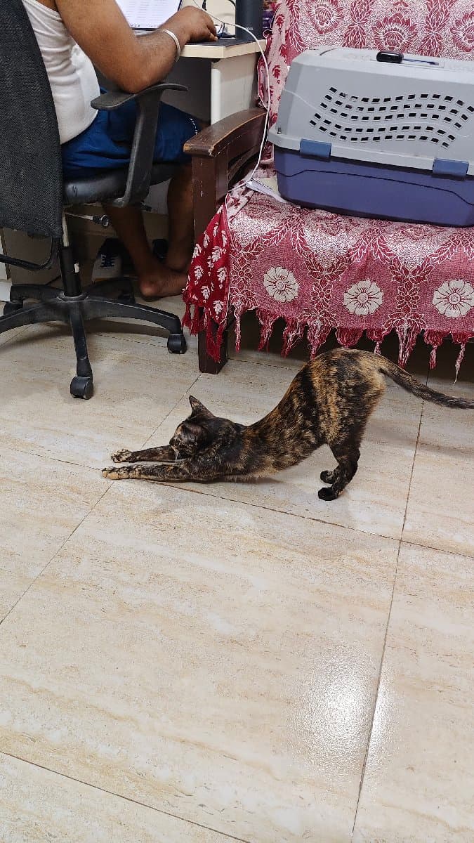 Saraswati's profile photo