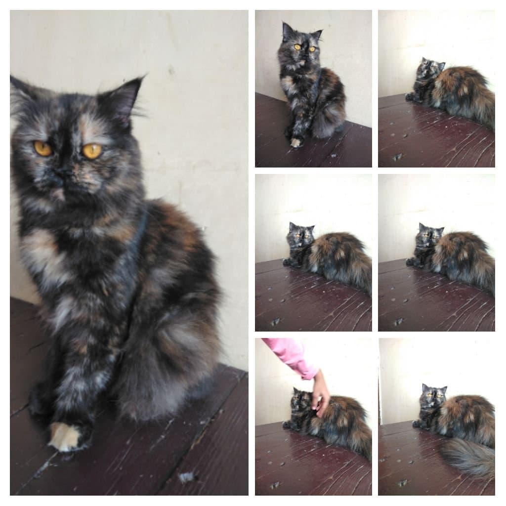 Harjaspreet's home photo 1
