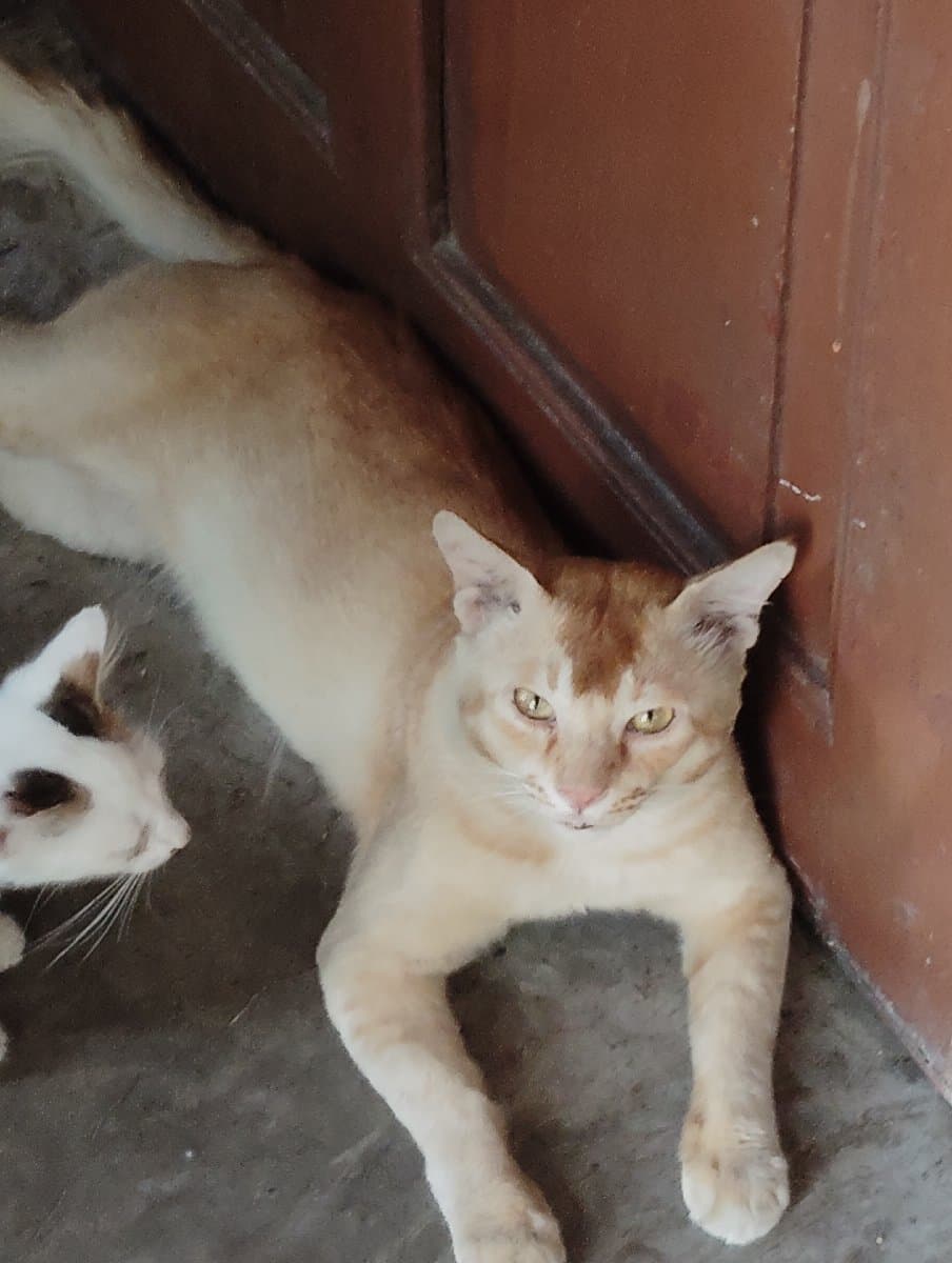 CHIRANJIB's home photo 5
