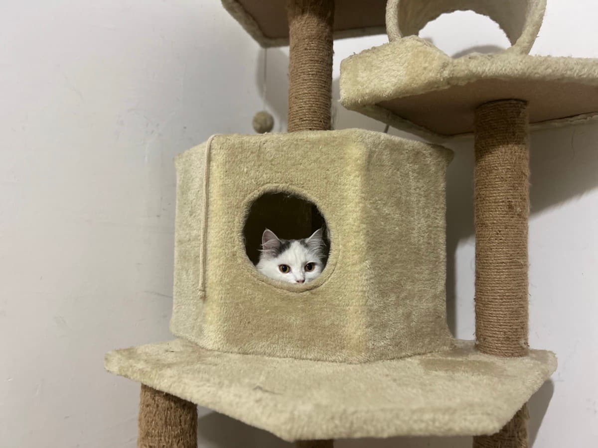 Shifa's profile photo