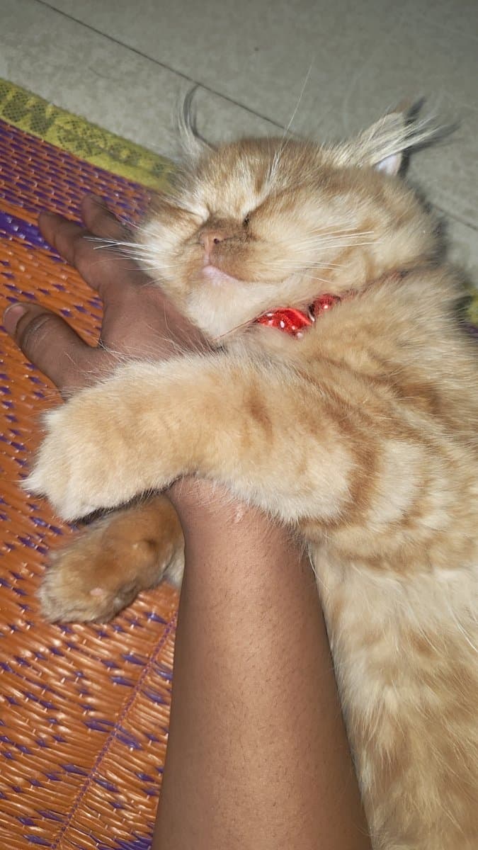 Rutuja's home photo 1