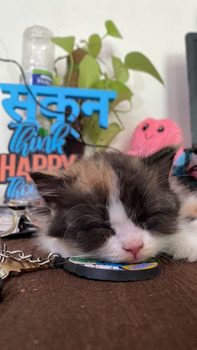 Pallabi's home photo 1