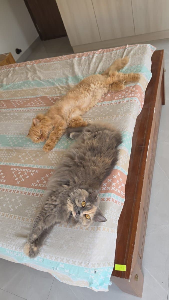 Kruthi's home photo 1