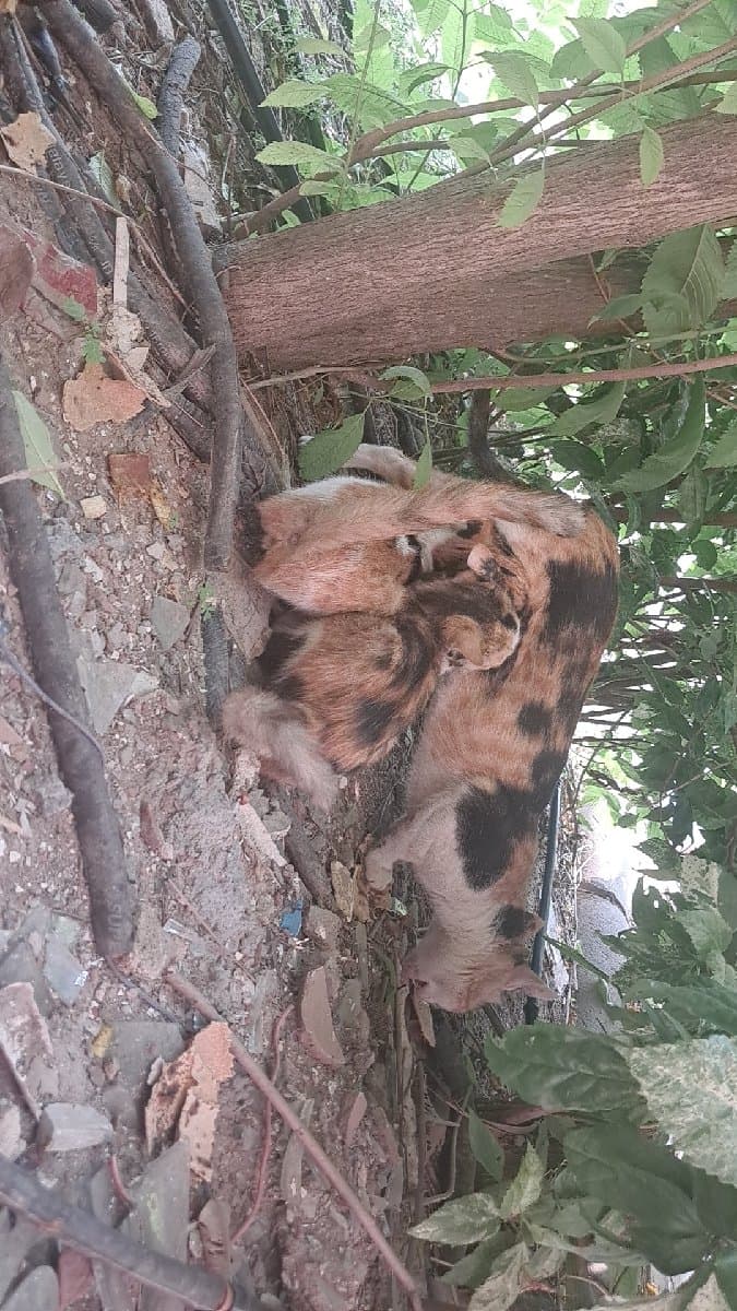 Kirti's home photo 4
