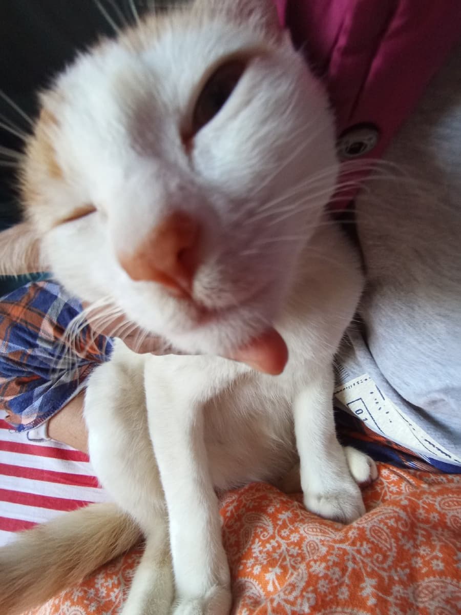 Ushashi's home photo 2
