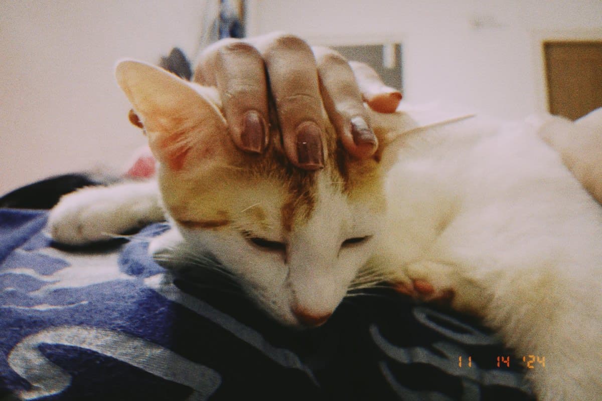 Ushashi's home photo 5