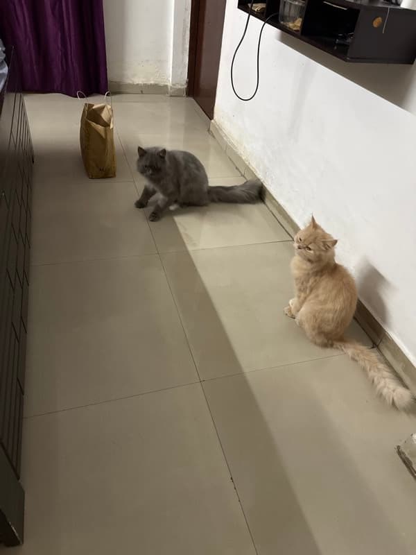 Anurag's home photo 1