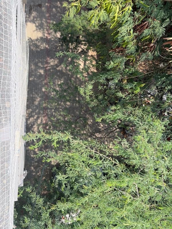 Trishala's home photo 7