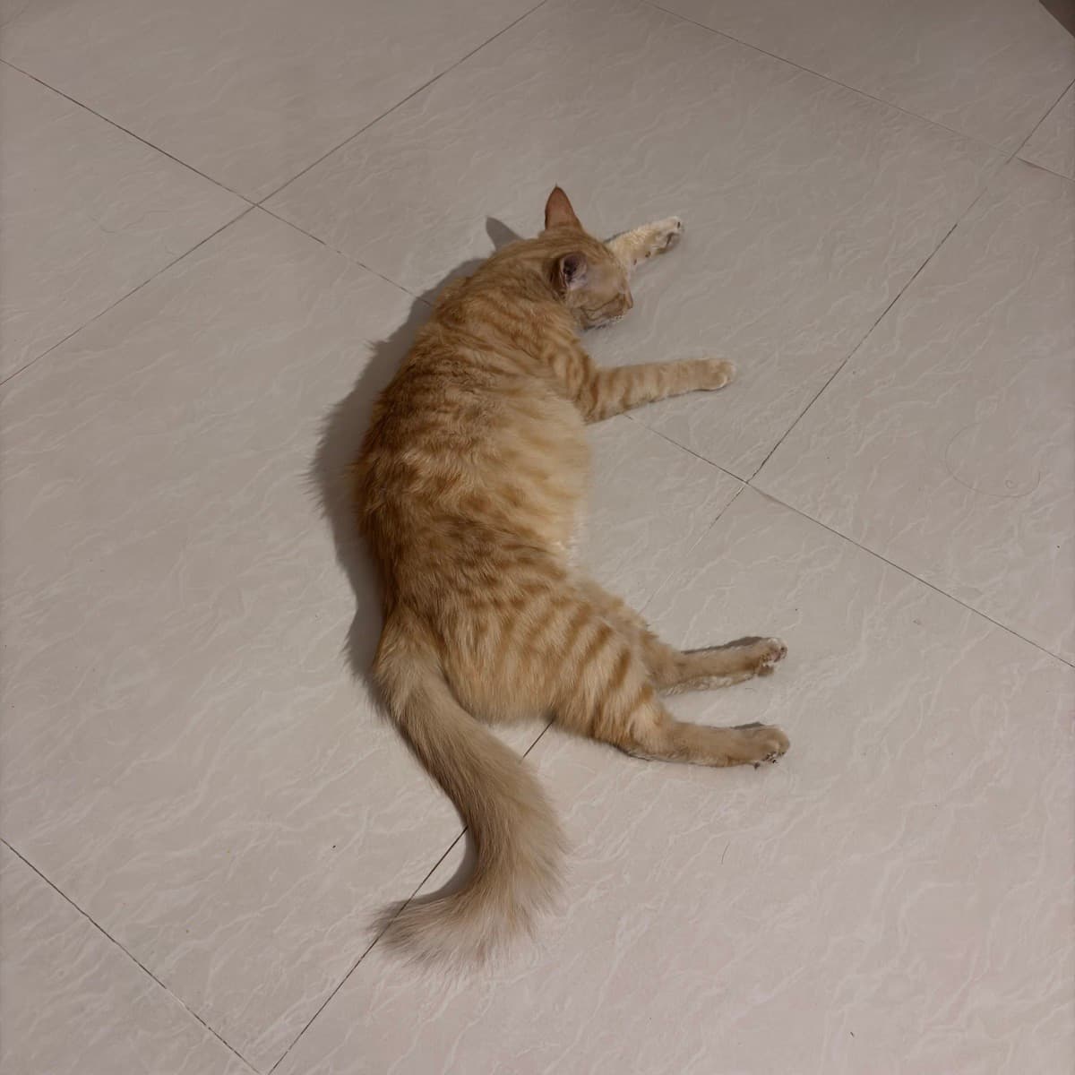 Mimansha's home photo 4